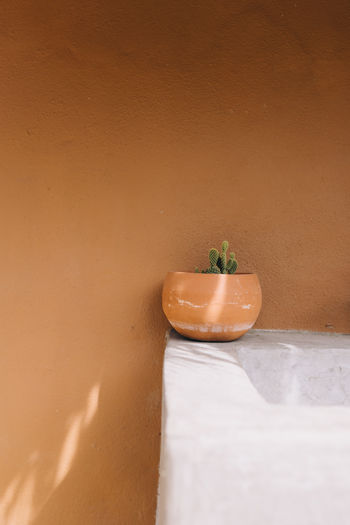 Small cactus in a terracotta pot in front of a wall in todos santos, mexico