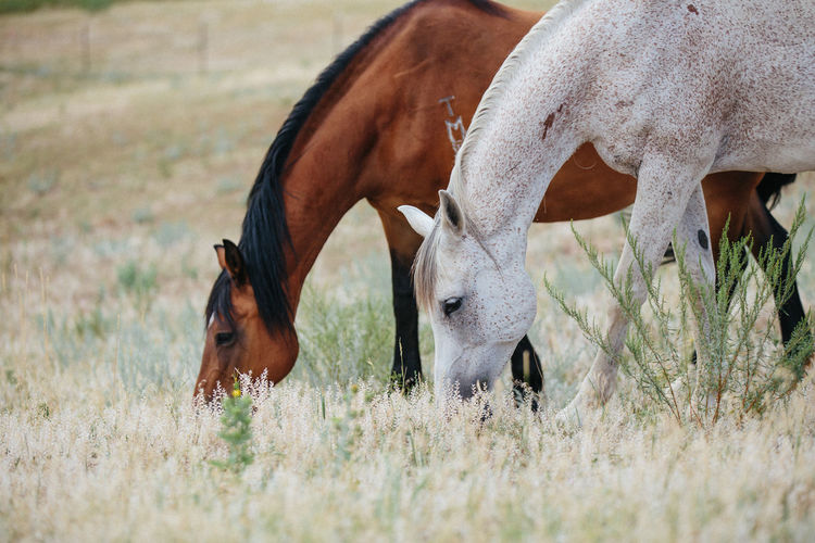Two horses eating together in field
