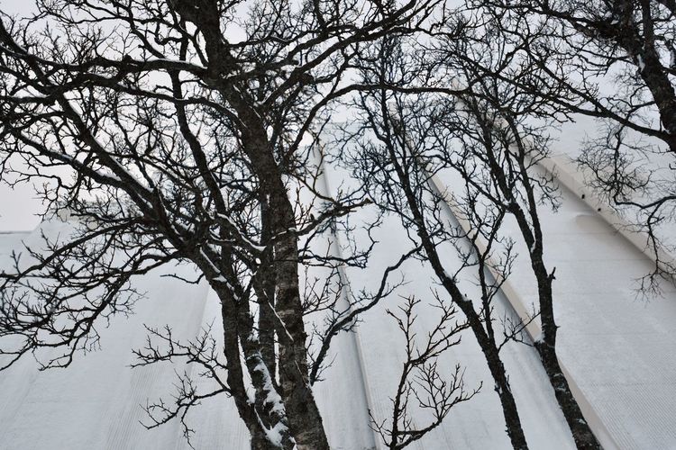 Low angle view of bare trees on snow covered landscape