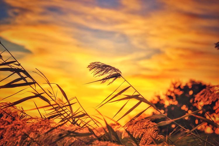 Close-up of grass against sunset sky