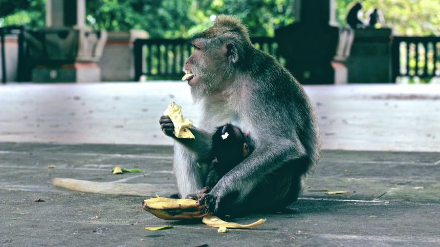 Monkey eating banana while sitting on footpath