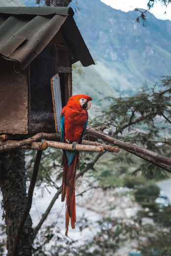 Bird perching on house