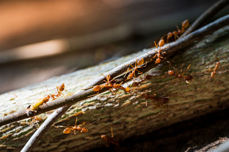 Close-up photo of a colony of red ants on wood.