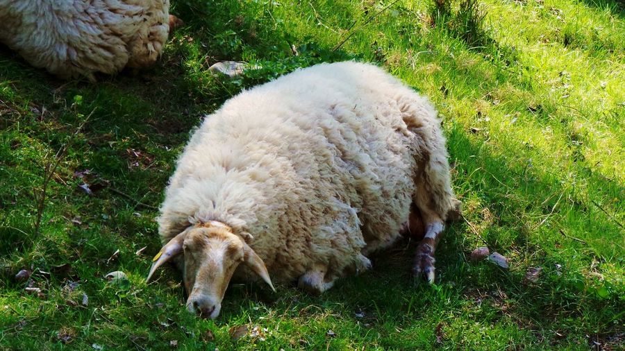 Sheep grazing on grassy field