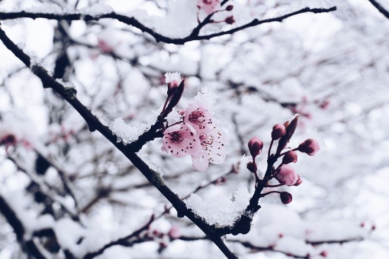 Close-up of snow covered cherry tree
