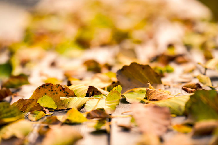 leaf