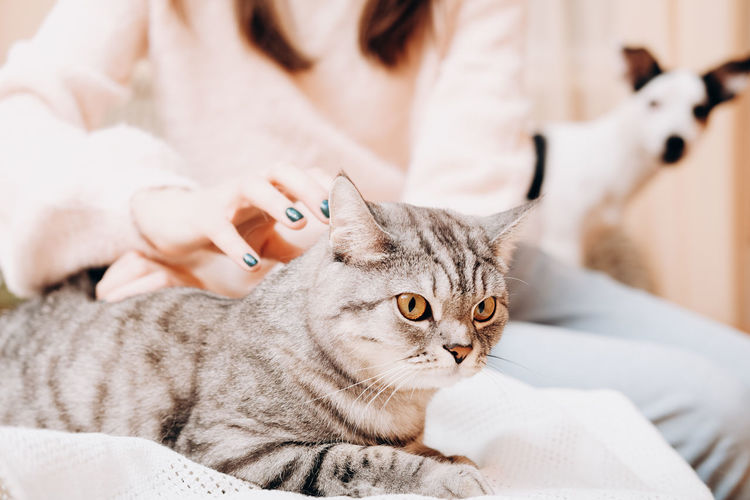 Woman stroking tenderly her tabby cat while small dog looking at them. domestic scottish cat