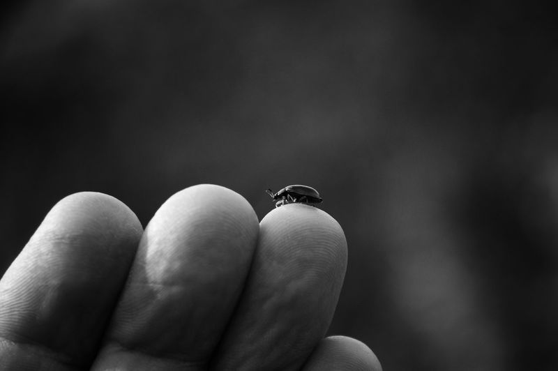 Close-up of bug on finger