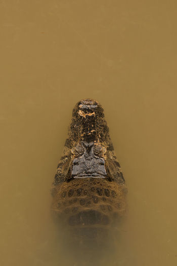 Directly above shot of caiman in pond