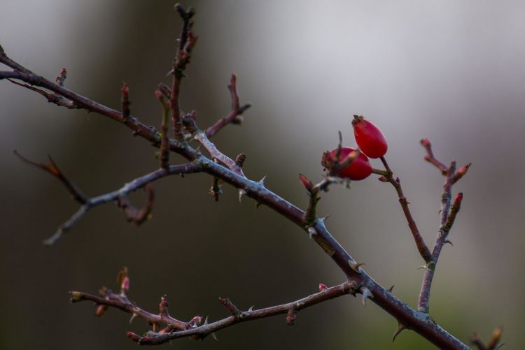 Close-up of rose hip on branch