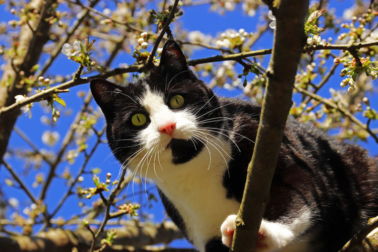 Portrait of a cat on branch