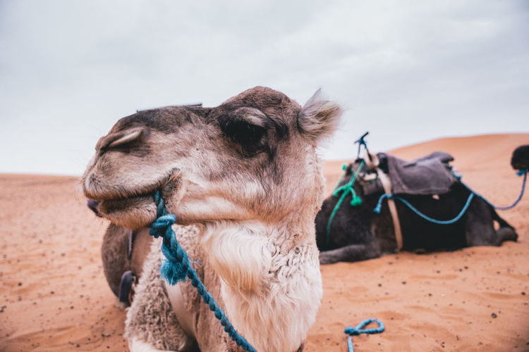 Camel in sahara