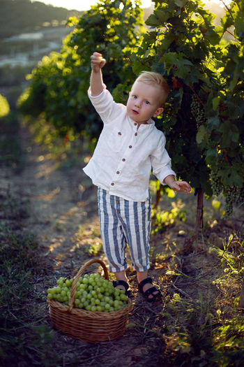 Blond boy child collects it in a basket grapes in a vineyard and eats it