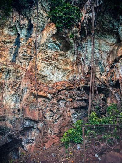 Close-up of tree trunk in cave