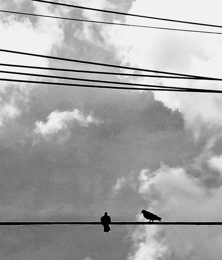 Low angle view of silhouette birds perching on electricity pylon against sky