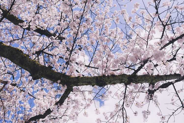 Low angle view of cherry blossom tree