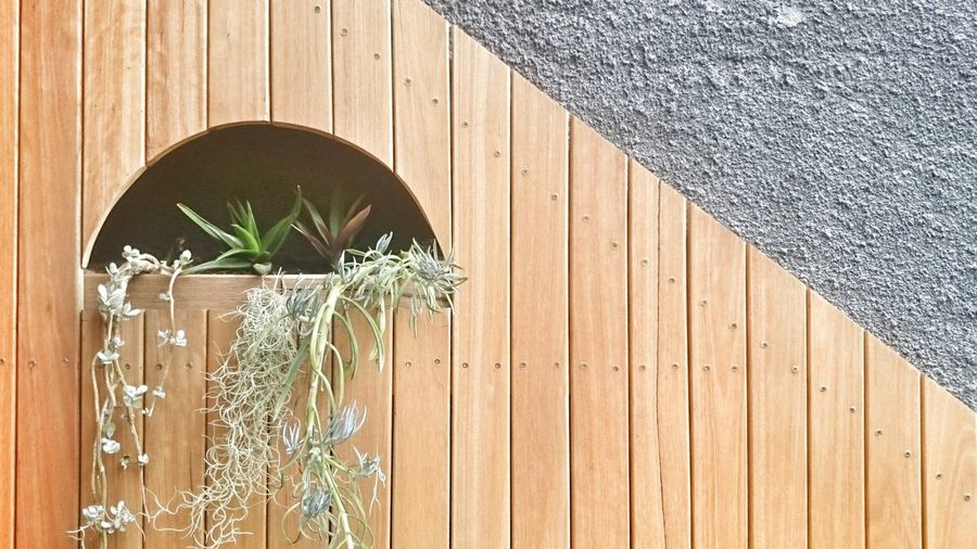 Plants in wooden niche on wall