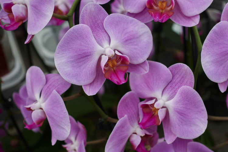 Orchid in bloom in the garden
