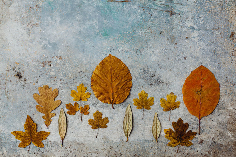 Creative autumn leaves at the beautifil vintage wood background. copy space
