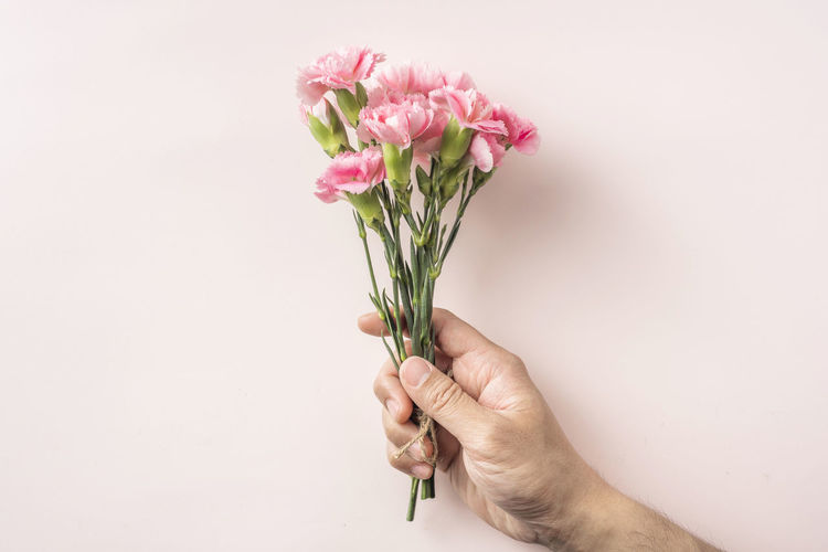 Close-up of hand holding pink flower against white background