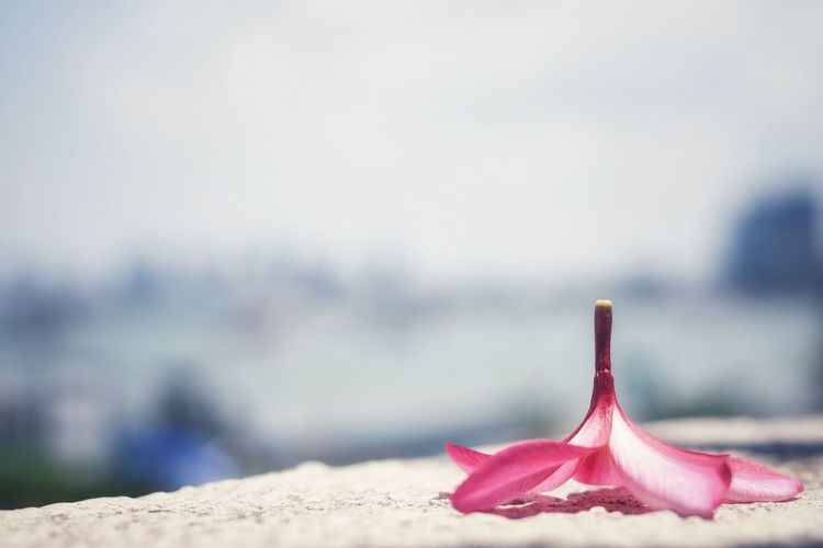 Close-up of pink rose on beach