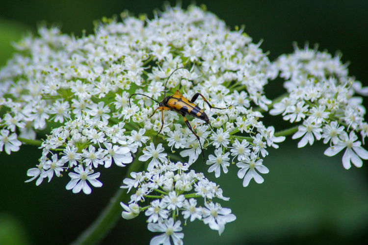 Close-up of insect on white flowering plant