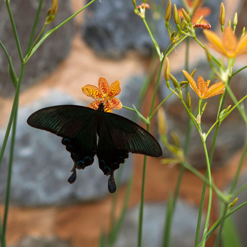 Close-up of butterfly on plant