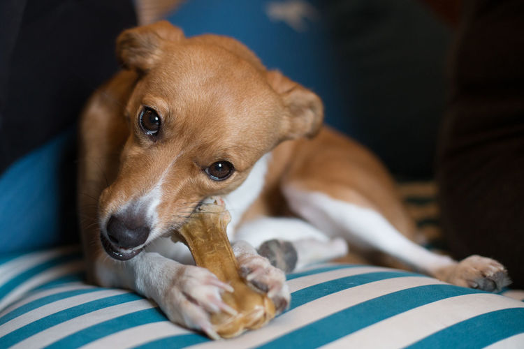 Little dog eat natural rawhide skin wrap bone