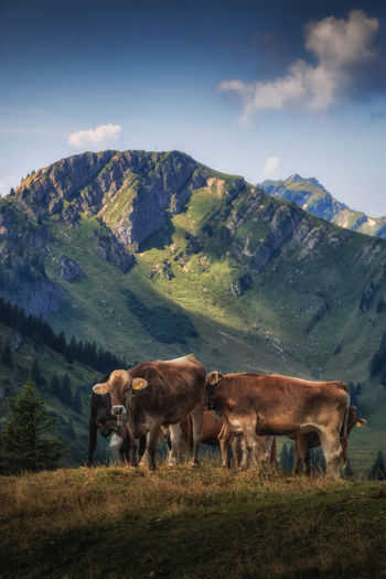 Cows on field against mountain range