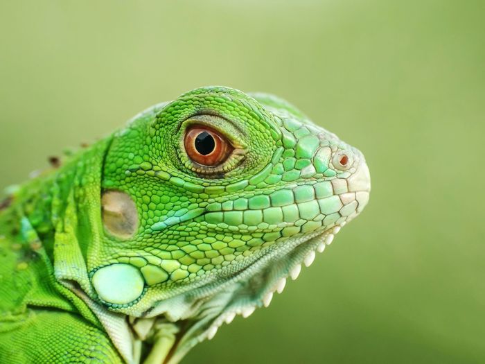 Close-up of green iguana