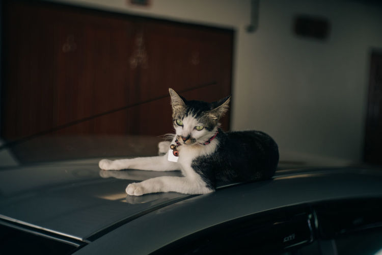 Cat on car roof