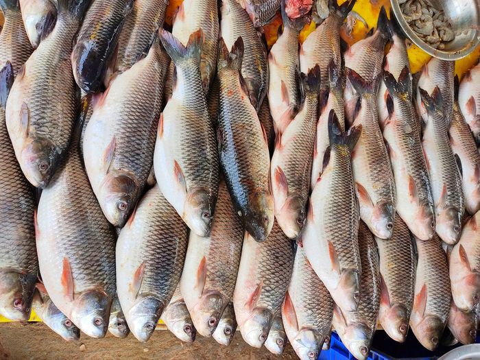 High angle view of fish for sale in market hd