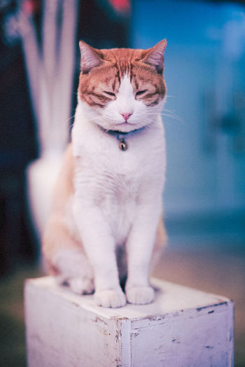 Close-up of cat