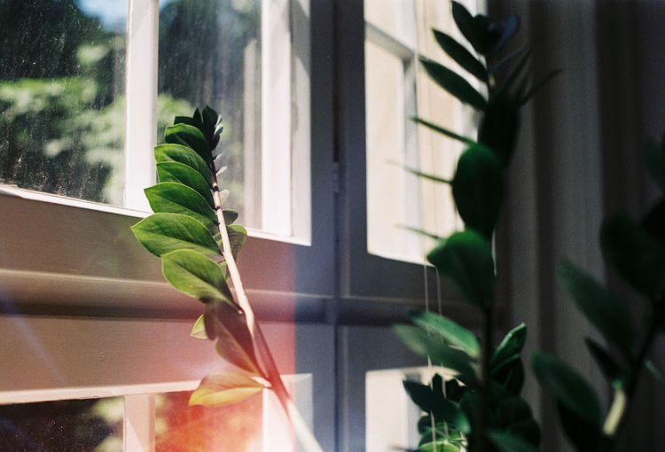 Close-up of plant against window
