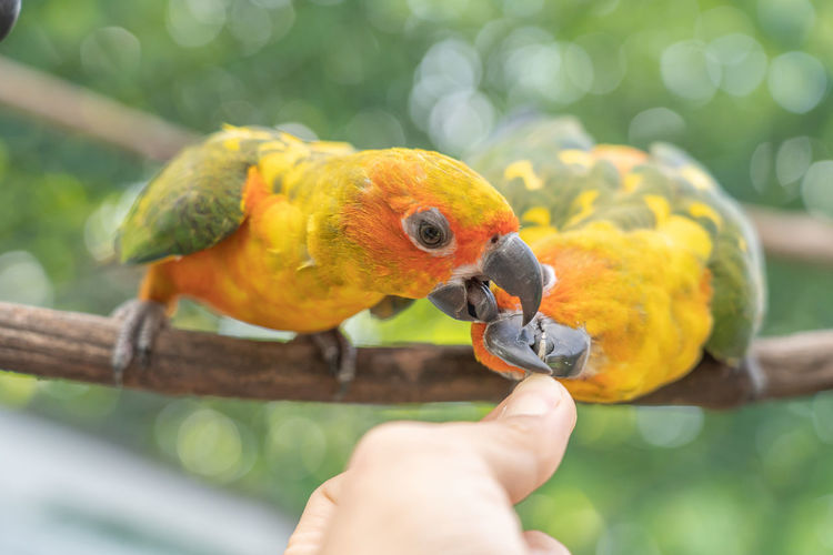 Close-up of a hand holding parrot