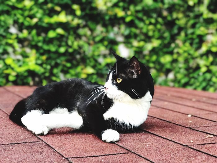 Black and white cat outdoors