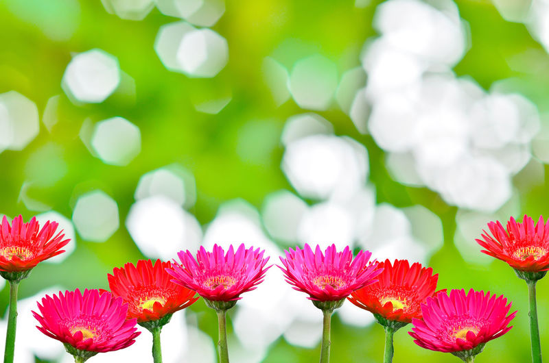 Gerbera daisies on nature background
