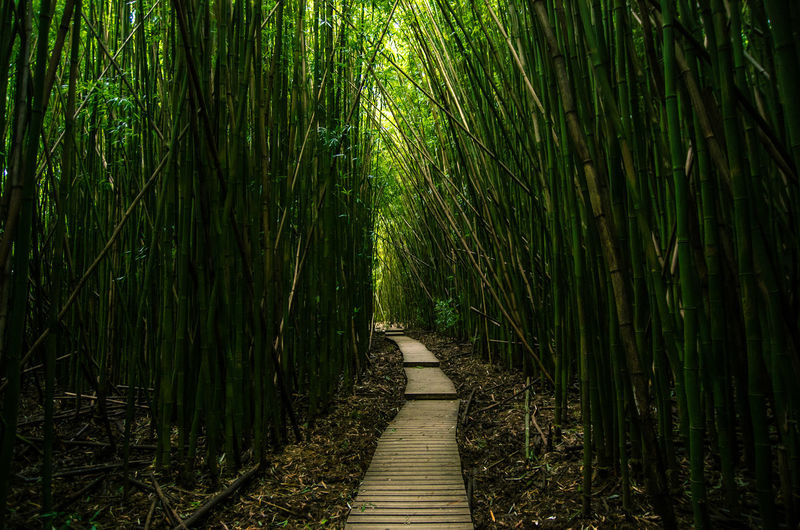 Vanishing point of footpath in bamboo forest