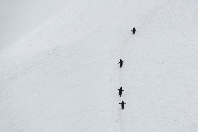 High angle view of penguins on snow covered landscape
