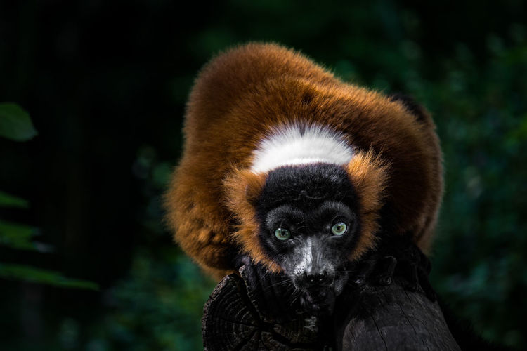 Close-up portrait of lemur