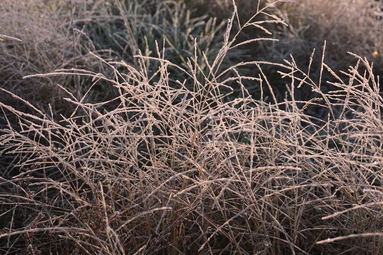 Full frame shot of dry plants on field