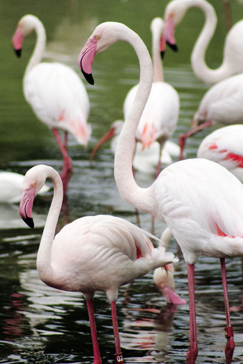 Flamingos in water