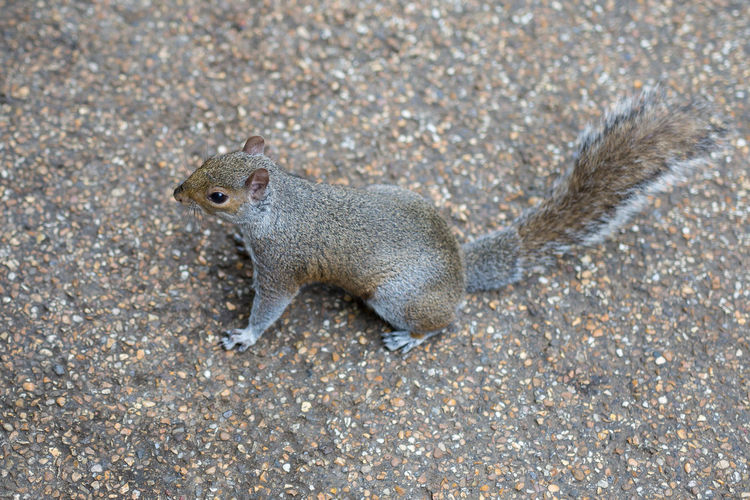 High angle view of squirrel on sand