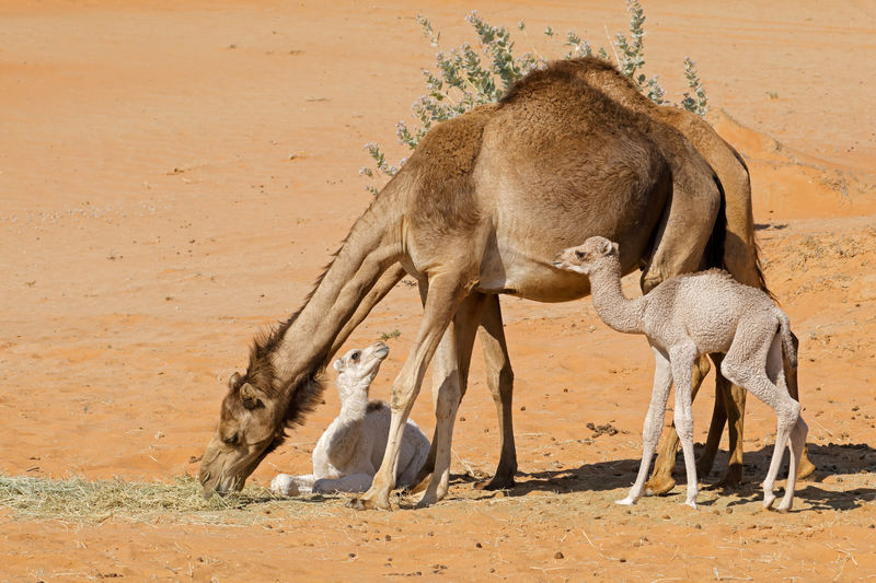 Camels with young calves on a desert sand dune, arabian peninsula