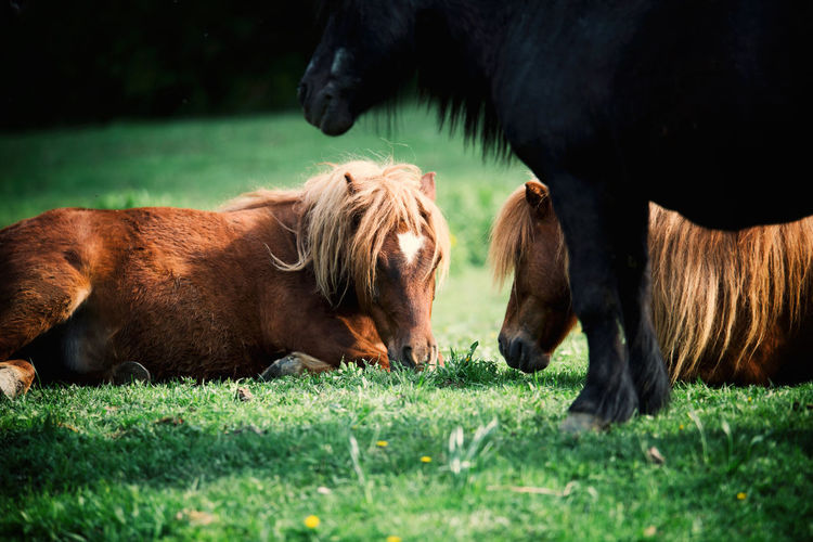 Ponies resting on grassy filed