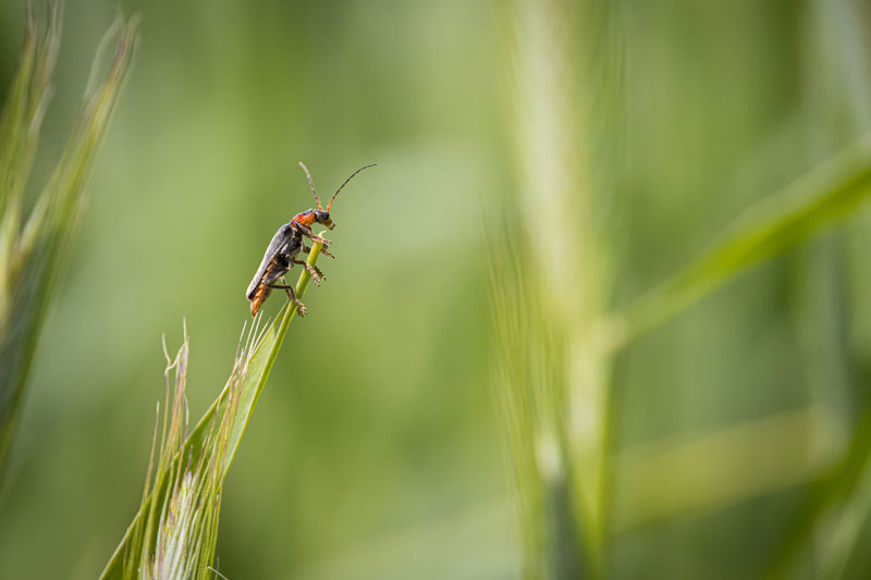 A soft beetle sits on an ear of grain