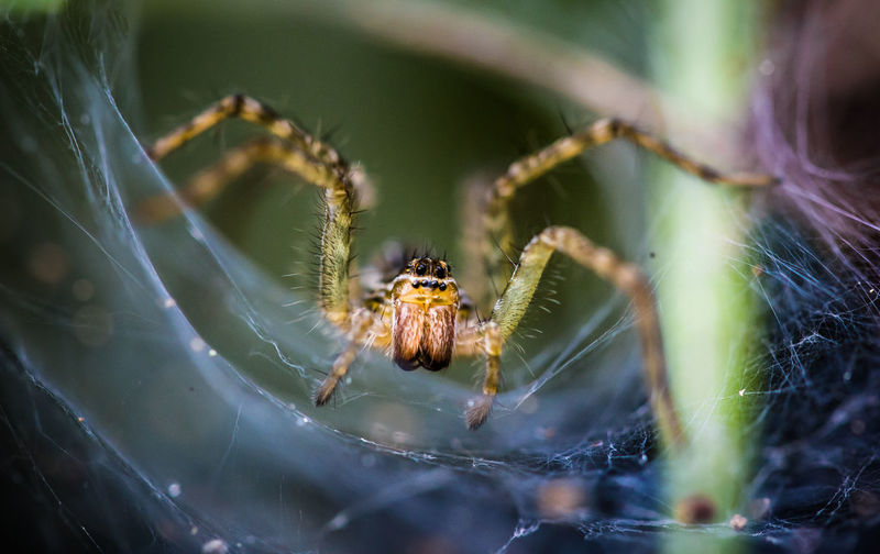 Close-up of spider on web outdoors 
