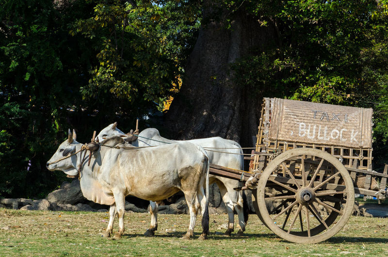 Ox cart taxi on field
