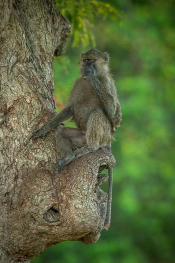 Olive baboon sits in tree covering mouth