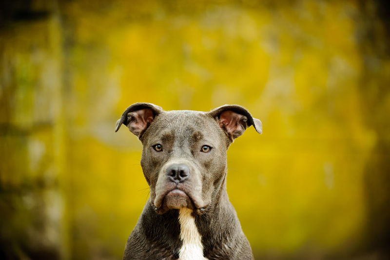 Close-up portrait of boxer dog